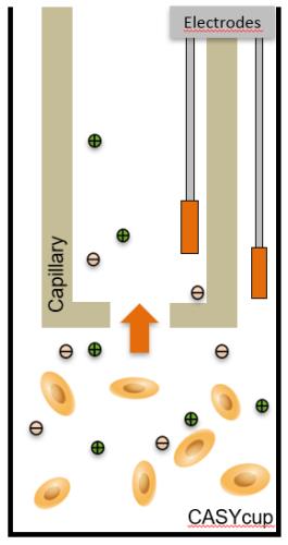 细胞分析新突破,CASY Cell Counter 来助力!