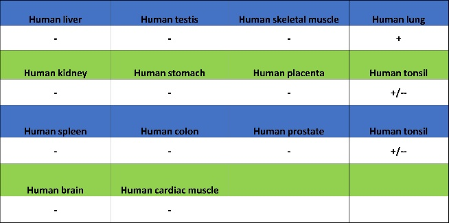肿瘤病理靶点：MLH1和NaPi2b/SLC34A2解析