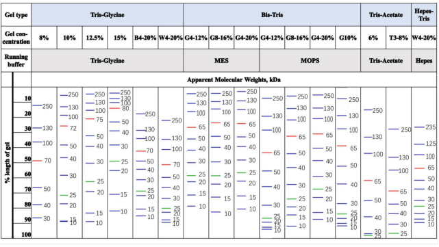 10-250KD 预染蛋白marker 升级款