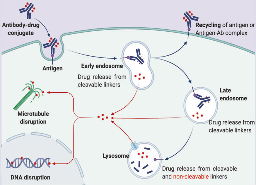 ADC药物研发加速器：pH敏感探针如何破解抗体内化难题？