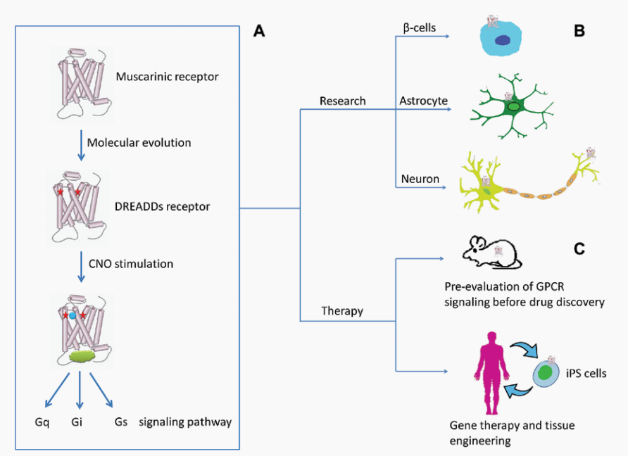 化学遗传操控小鼠：DREADDs与CNO的完美组合