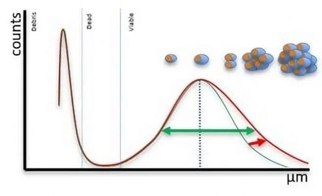 细胞分析新突破,CASY Cell Counter 来助力!