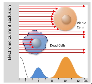 细胞分析新突破,CASY Cell Counter 来助力!