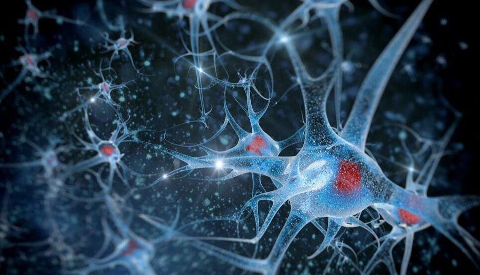 神经细胞标志物一览