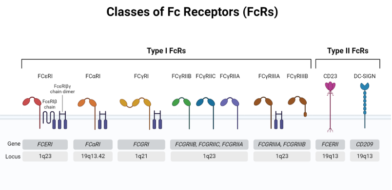 抗体结构与功能机制:从识别到效应的全流程解析(Fab区&Fc区)