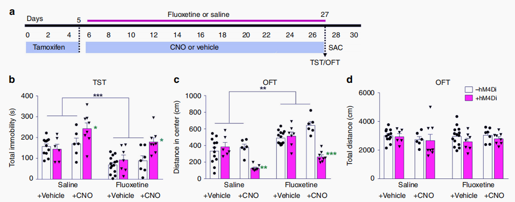 化学遗传操控小鼠：DREADDs与CNO的完美组合