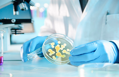 细菌培养实操步骤及避坑指南