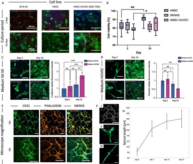 3D生物打印技术助力肿瘤微环境研究:BIOX生物3D打印机的创新应用