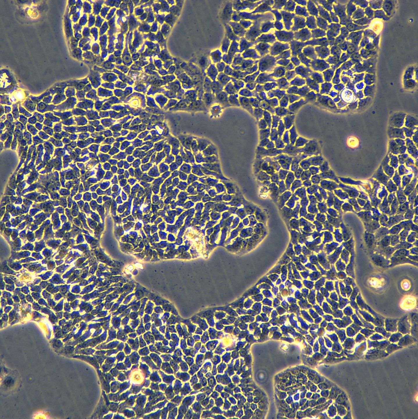 浙江美森-人原位胰腺腺癌细胞 BXPC-3