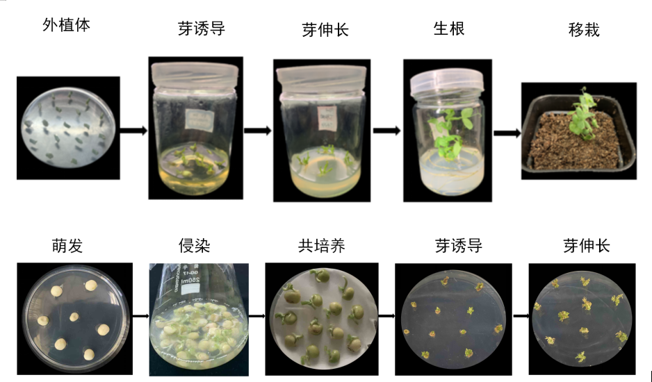 植物遗传转化服务