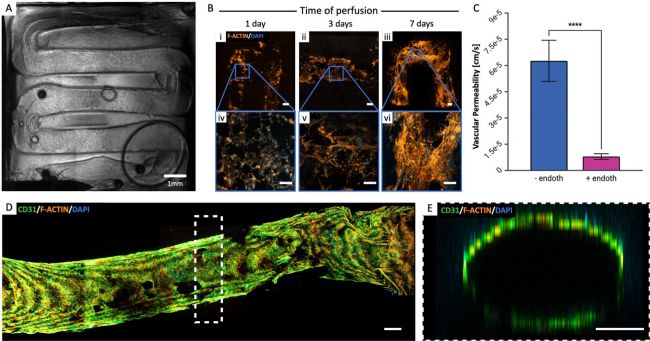 3D生物打印技术助力肿瘤微环境研究:BIOX生物3D打印机的创新应用