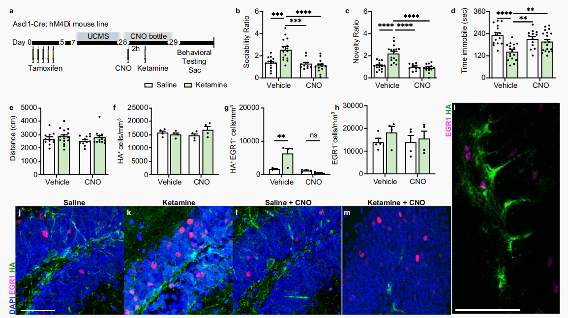 化学遗传操控小鼠：DREADDs与CNO的完美组合