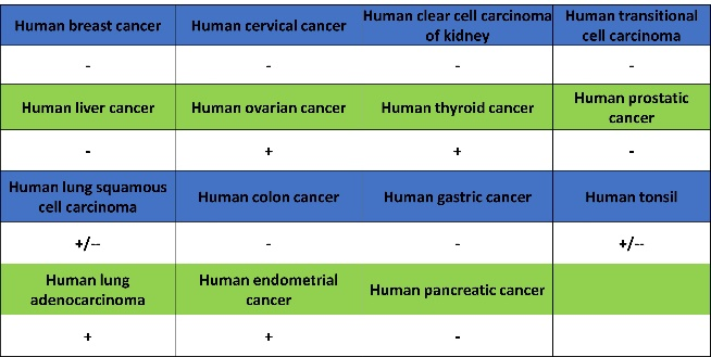 肿瘤病理靶点：MLH1和NaPi2b/SLC34A2解析