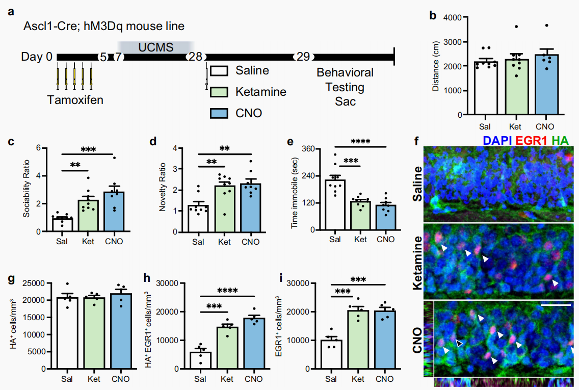 化学遗传操控小鼠：DREADDs与CNO的完美组合
