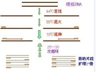 PCR （聚合酶链式反应）扩增程序循环步骤