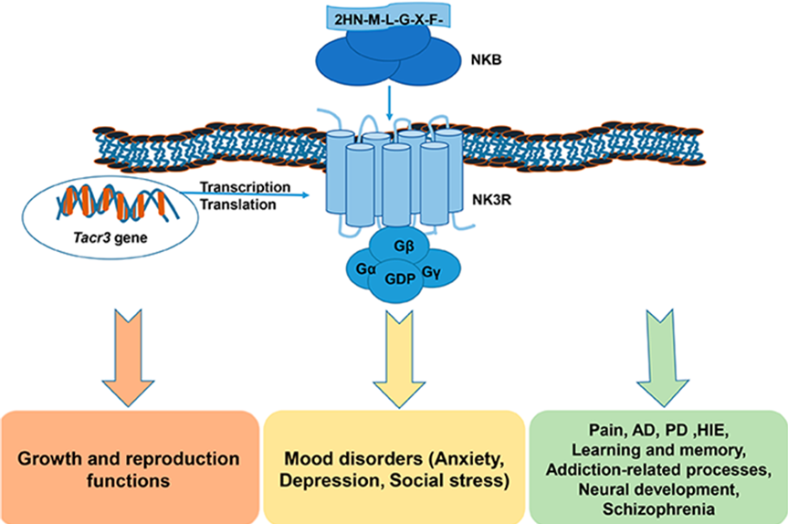 NK3R：神经系统中的关键受体