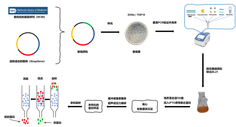 【原核表达系统纯化蛋白全攻略】科研人必备!