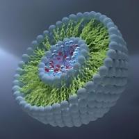 脂质体包载5-氟尿嘧啶和姜黄素 Liposome@5-FU/CUR