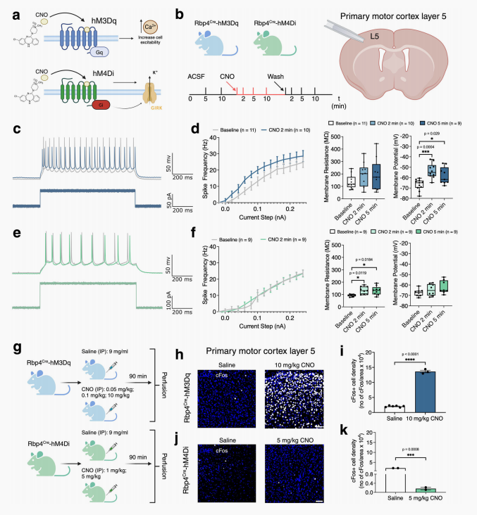 化学遗传操控小鼠：DREADDs与CNO的完美组合