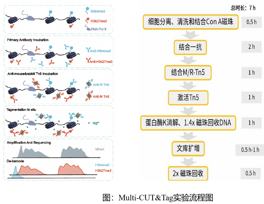 DNA - 蛋白质互作研究利器！Multi-CUT&amp;Tag 强势登场！