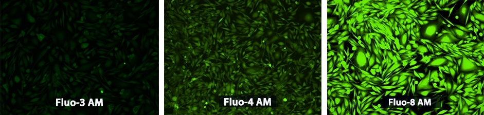 钙离子荧光探针Fluo-3, AM 超纯级 CAS 1217