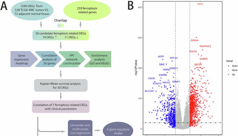 8.1分双1区顶刊！铁死亡+预后模型+单细胞/空转+体内外验证，套路组合，你上你也行！