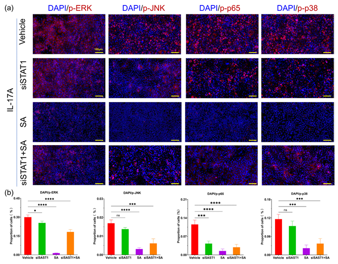 瑞香狼毒根大环二萜类化合物减轻咪喹莫特诱导的银屑病样炎症