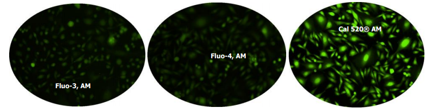 钙离子荧光探针Fluo-5F, 五钾盐