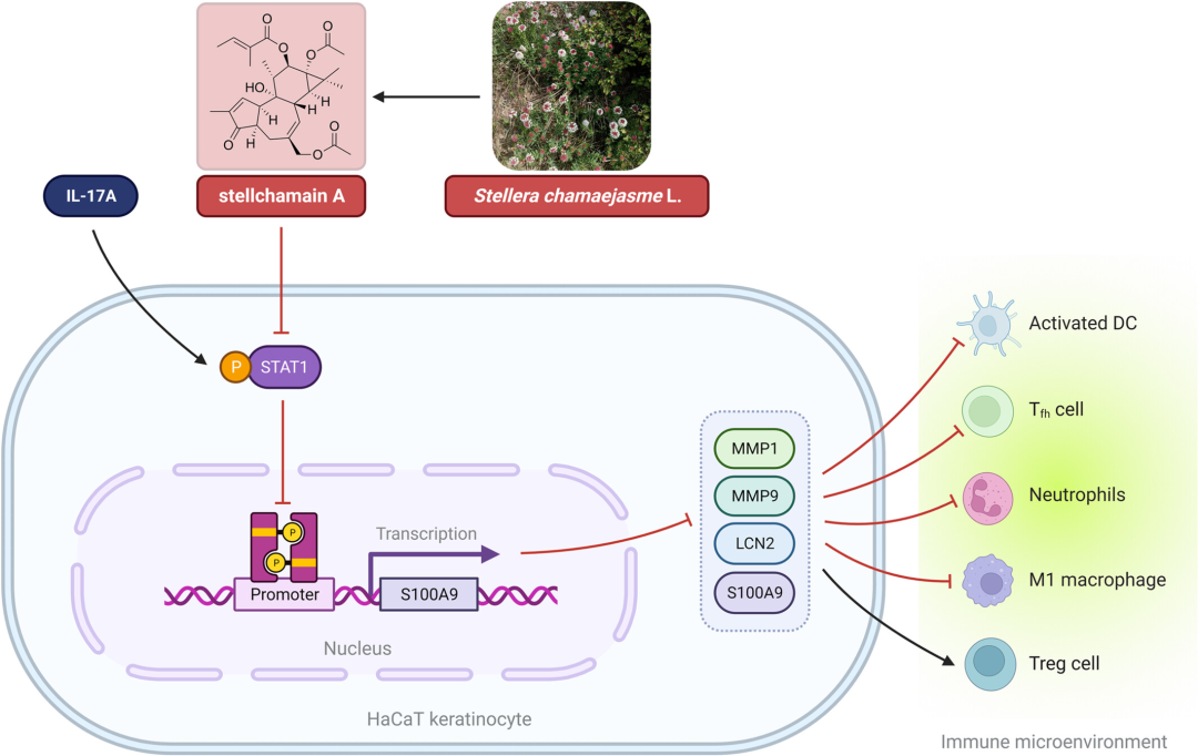 瑞香狼毒根大环二萜类化合物减轻咪喹莫特诱导的银屑病样炎症