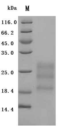 CSB-MP025141HUh7 SDS