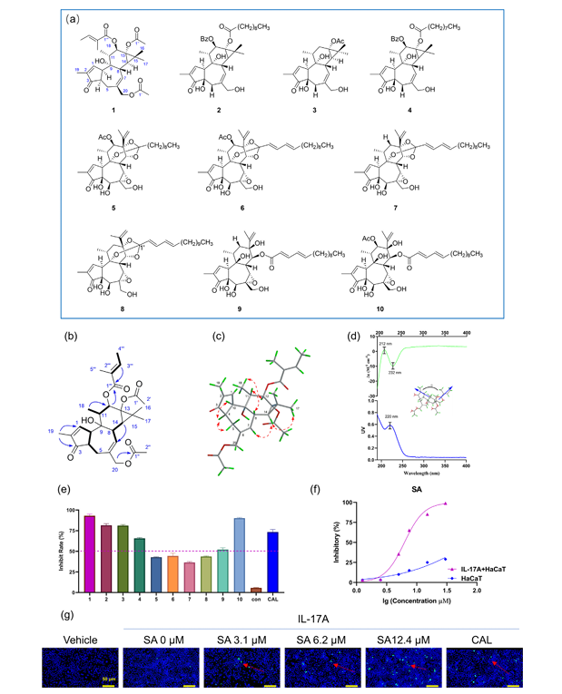 瑞香狼毒根大环二萜类化合物减轻咪喹莫特诱导的银屑病样炎症