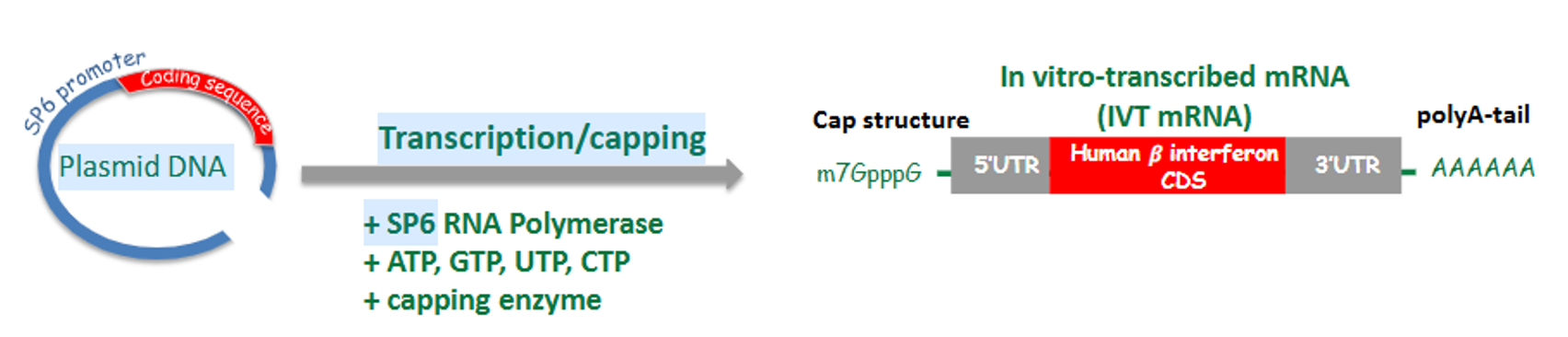 限量试用 | SP6 VS T7 RNA聚合酶怎么选？一文解析高特异性转录秘诀