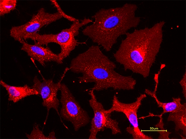 iFluor 594小麦胚芽凝集素(WGA)缀合物