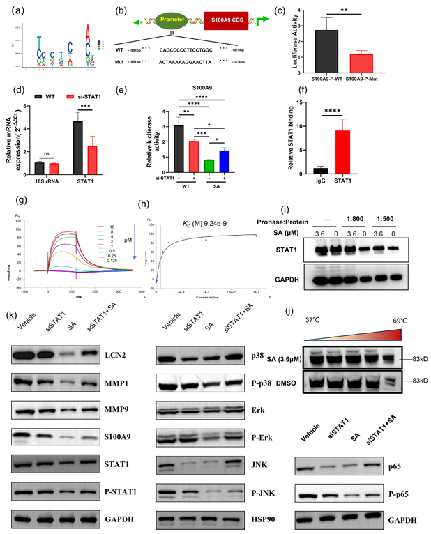 瑞香狼毒根大环二萜类化合物减轻咪喹莫特诱导的银屑病样炎症
