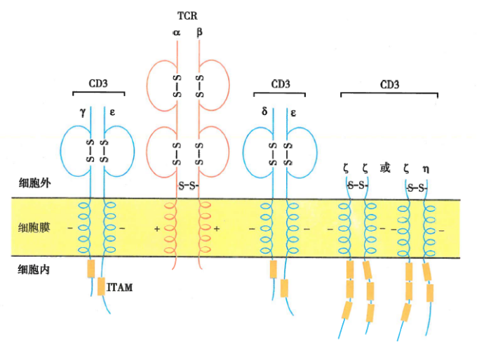 基于抗原-抗体特异性结合的T细胞高效分离技术