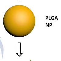 聚乳酸-羟基乙酸共聚物纳米颗粒包载褪黑素 PLGA NPs@Melatonin