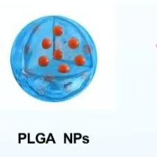 聚乳酸-羟基乙酸共聚物纳米颗粒包载苦参碱 PLGA NPs@MAT
