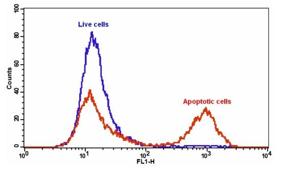 Cell Meter Annexin V凋亡检测试剂盒 绿色