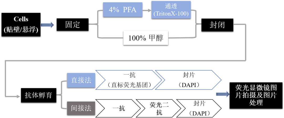 免疫荧光做到想哭？HUABIO特别整理IF实验优化指南，助你精准定位，效率翻倍！