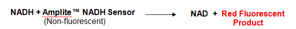 Amplite NADPH检测试剂盒（荧光法） 红色荧光