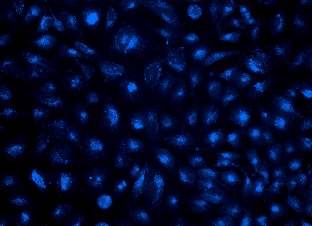 Cell Navigator 溶酶体标记试剂盒    蓝色荧