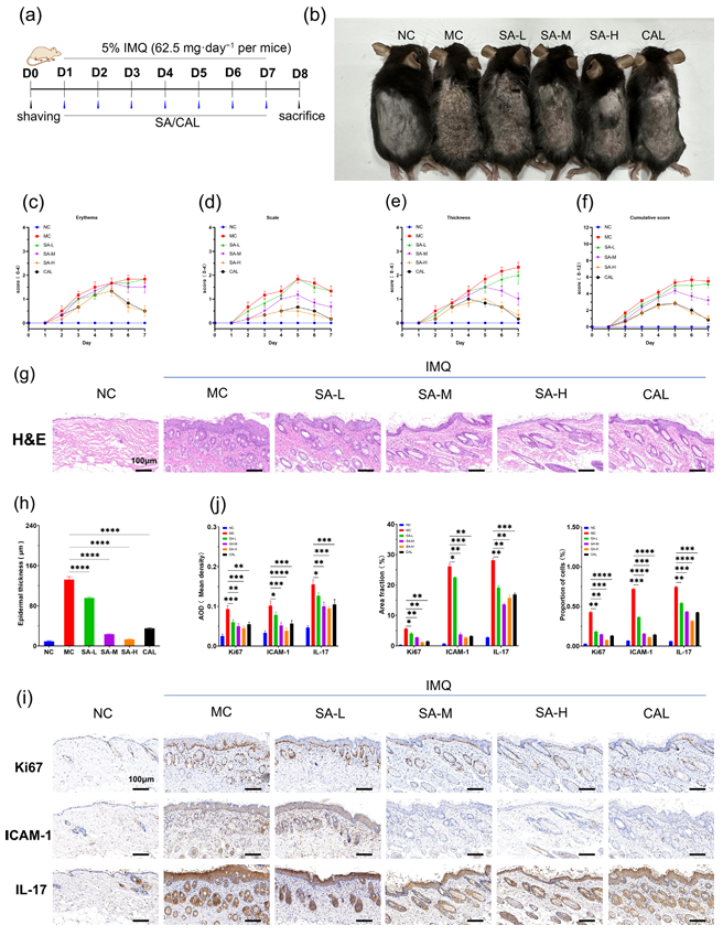 瑞香狼毒根大环二萜类化合物减轻咪喹莫特诱导的银屑病样炎症