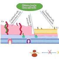 壳聚糖纳米颗粒包载抗氧化剂西红花苷 CS NPs@Crocin