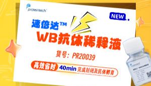 精研新品｜40分钟完成WB封闭+抗体孵育！