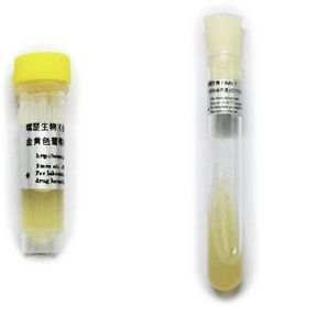 紫色色杆菌 ATCC12472