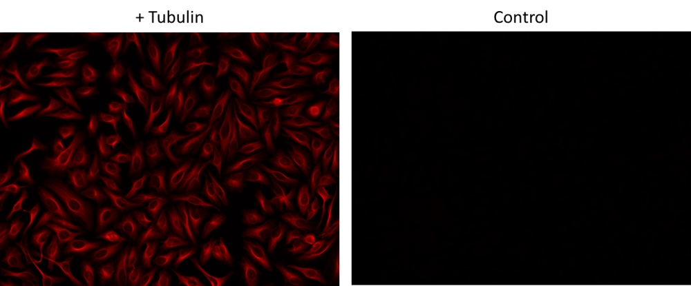 ReadiLink™AF555抗体快速标记试剂盒