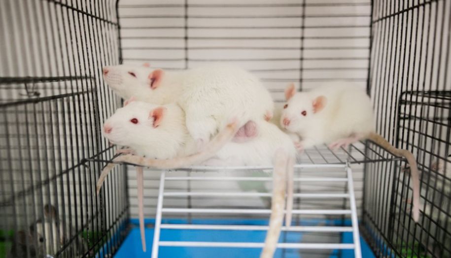 快讯 | 美国国立卫生研究院（NIH）宣布停止资助仅依赖动物实验的研究项目