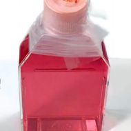 小鼠毛囊干细胞专用培养基