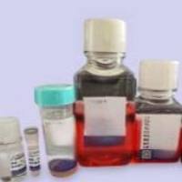 MC3T3-E1细胞成骨诱导分化与检测试剂盒