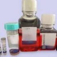 小鼠间充质干细胞成脂诱导分化与染色试剂盒